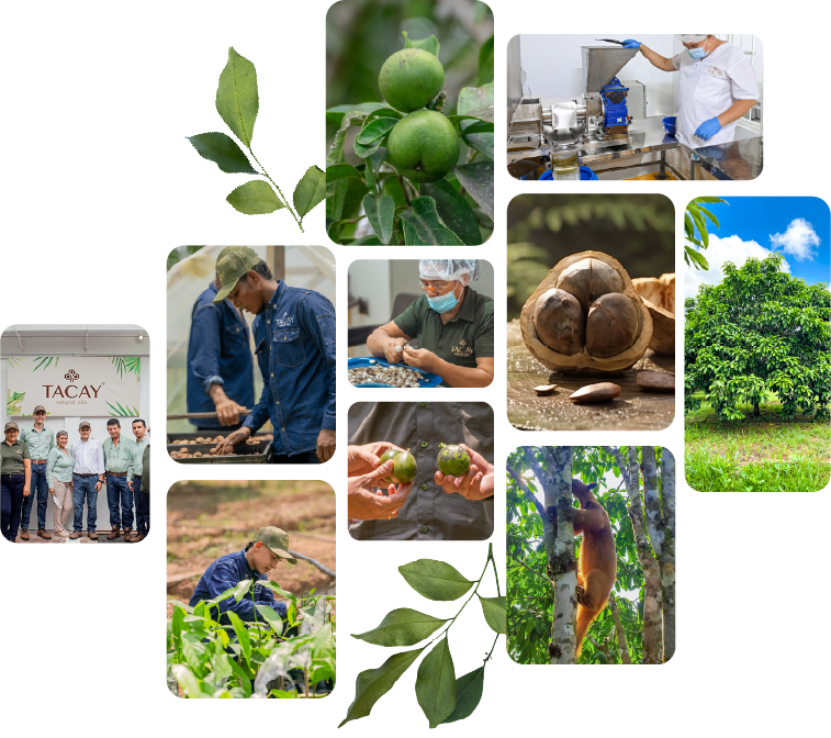 Cacay farmers and the harvesting process