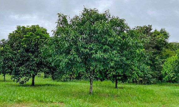 Cacay trees